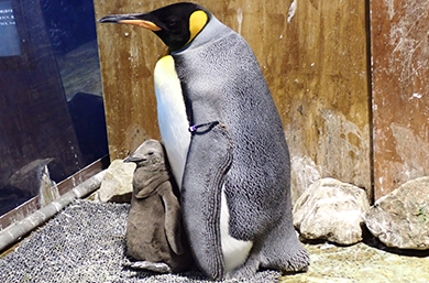 期間限定 ペンギンワークショップ ~換羽の秘密~!