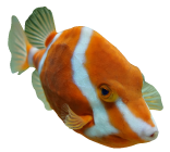 フグ2
