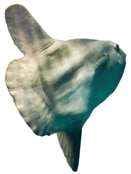 フグ3