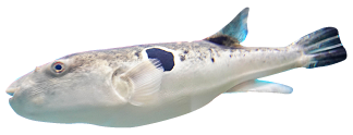 フグ4