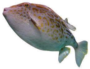 フグ5