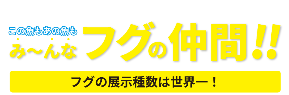 フグの仲間 フグの展示種数は世界一