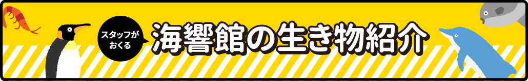 海響館の生き物紹介