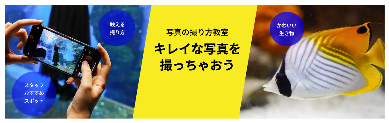 写真の撮り方教室 きれいな写真を撮っちゃおう