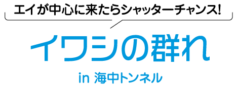 イワシの群れ in 海中トンネル