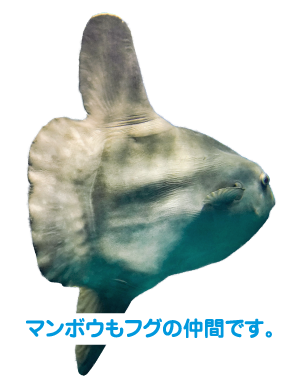 マンボウもフグの仲間です。