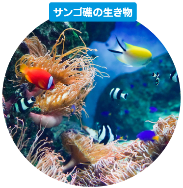 サンゴ礁の生き物