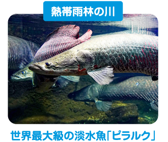 トビハゼが飛び跳ねたり、泥の上で転がったりする姿が面白い