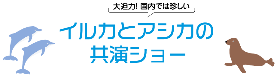 イルカ アシカ 共演ショー