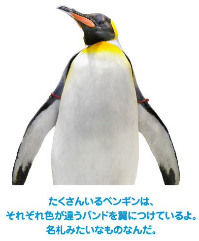 たくさんいるペンギンは、それぞれ色が違うバンドを翼につけているよ。名札みたいなものなんだ。