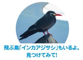 飛ぶ鳥「インカアジサシ」もいるよ。見つけてみて！